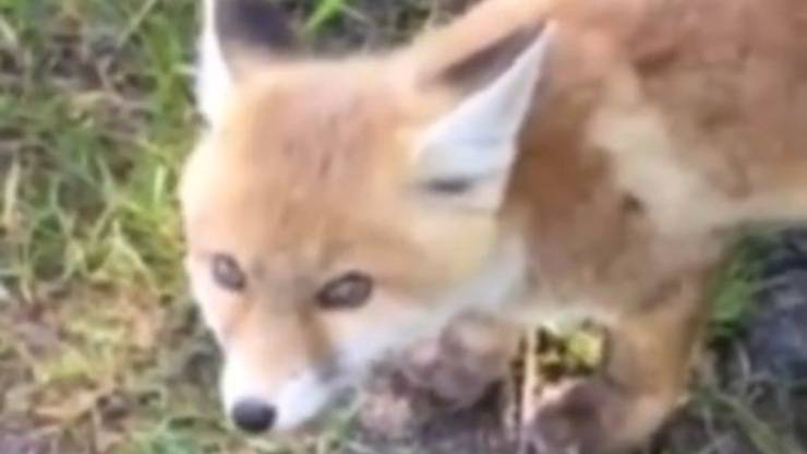 Cucciolo Volpe Perso Guida Video