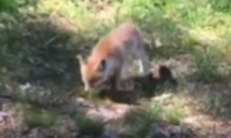 Cucciolo Volpe Perso Guida Video