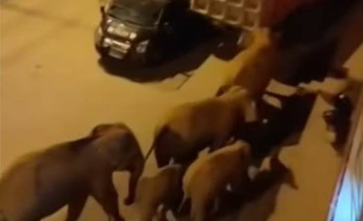 Branco Elefanti Città Video