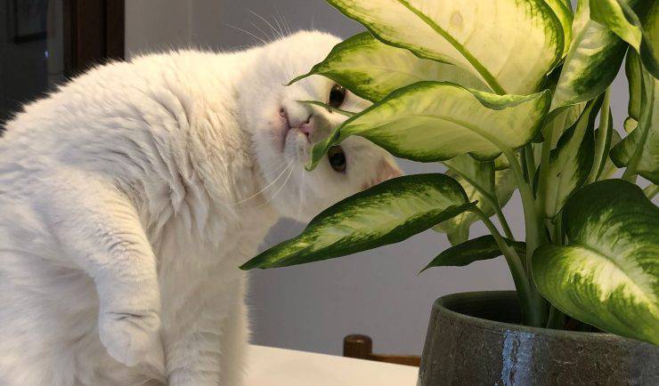 Gatta Daisy Cerca Casa