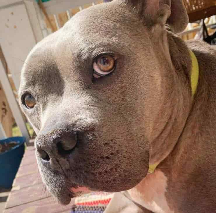 La pitbull Mia (Screen Instagram)