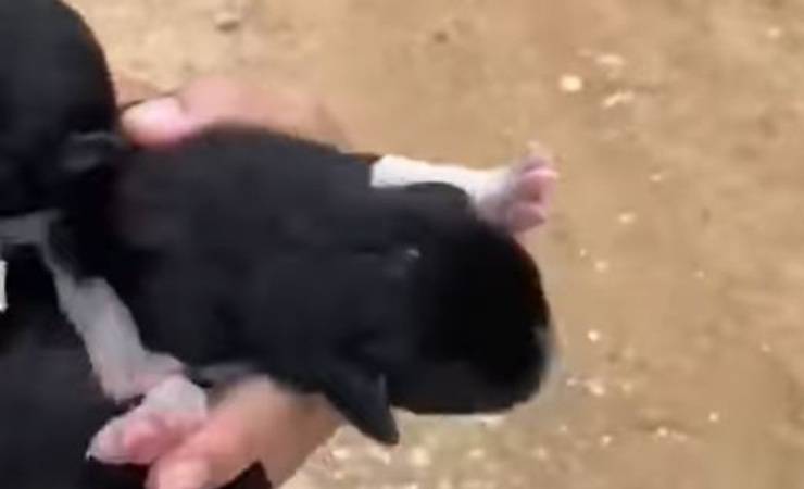 Sette Cuccioli Cane Gettati Strada Agrigento