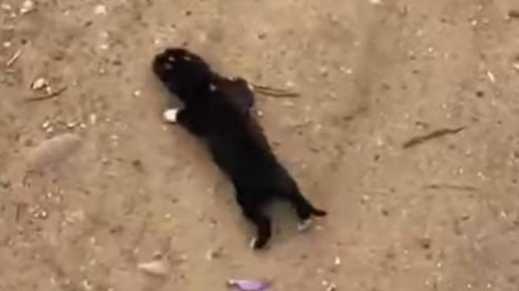 Sette Cuccioli Cane Gettati Strada Agrigento