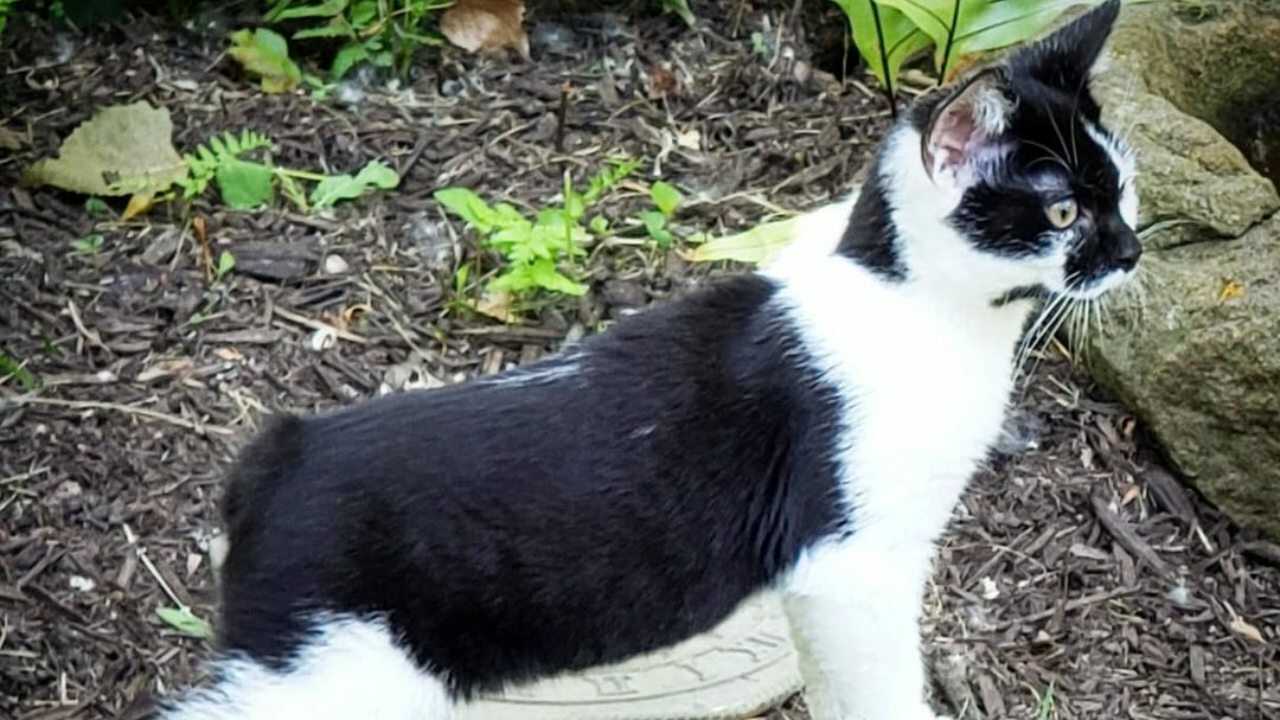 manx adottare manx