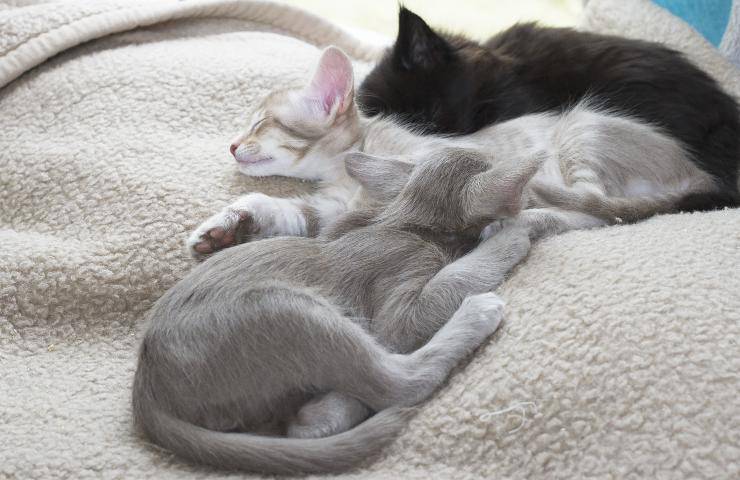 orientale longhair cuccioli