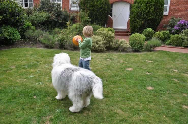 Bambino gioca col Bobtail