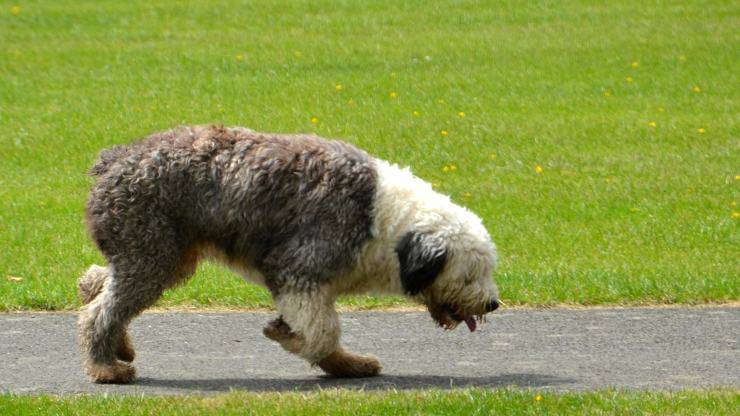 Razze compatibili con il Bobtail Bobtail