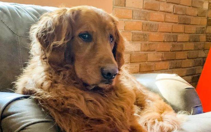 Il cane triste (Foto Instagram)