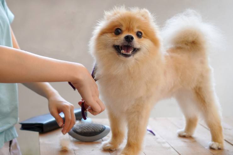 cane cucciolo