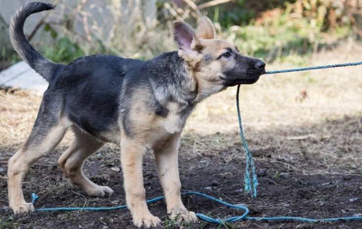 cane fune