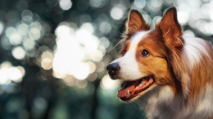 cane mastica a vuoto
