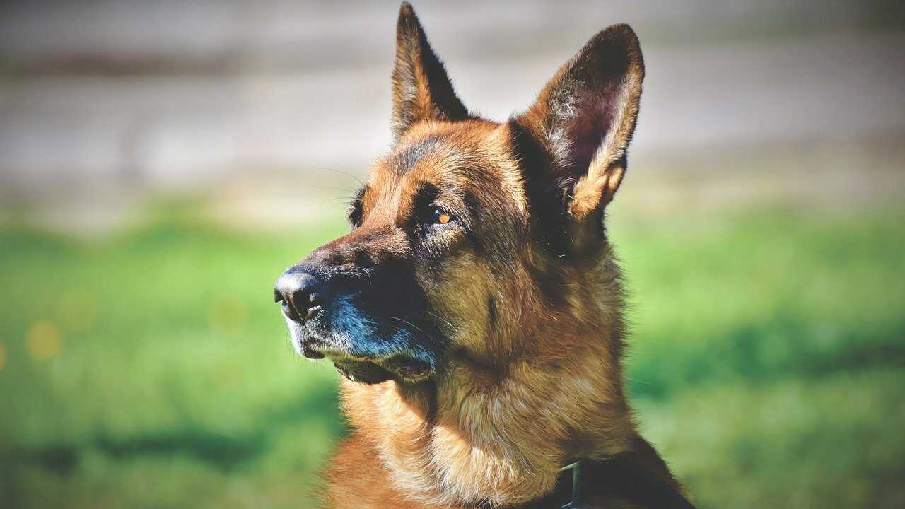 cane anziano cane più vecchio