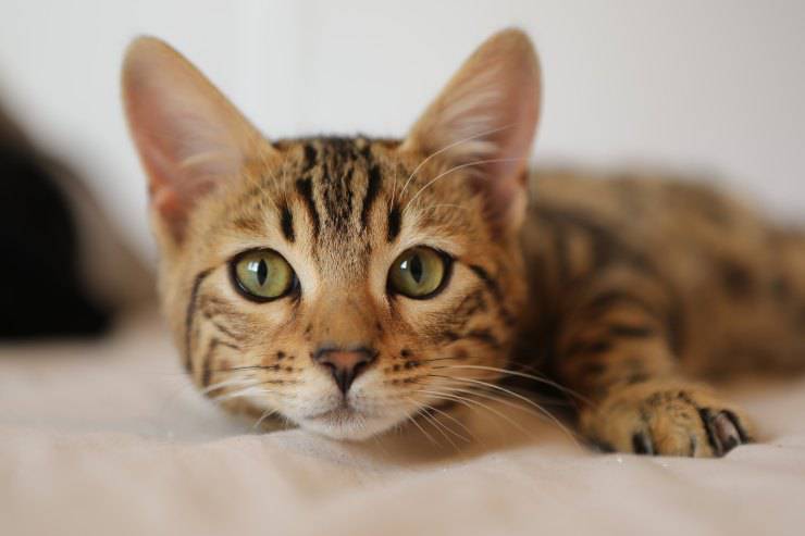 Perché alcune persone sono allergiche ai gatti Perché alcune persone sono allergiche ai gatti