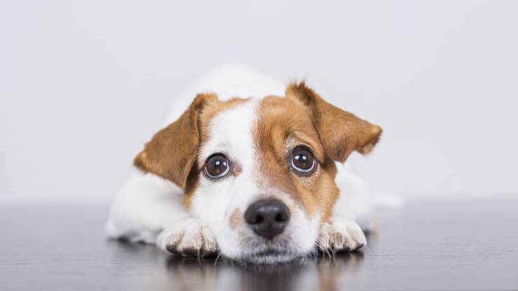 come mantenere il cane fresco di notte