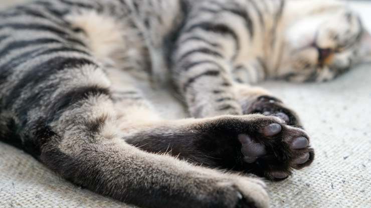 cuscinetti gatto screpolati