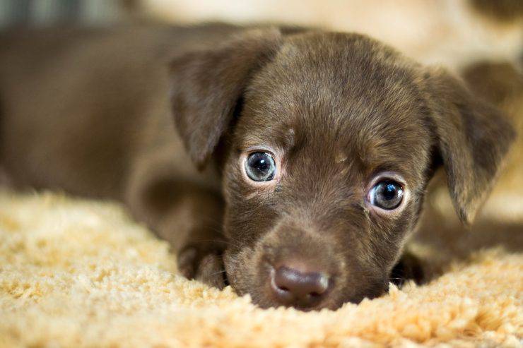 sindaco compra casa cane