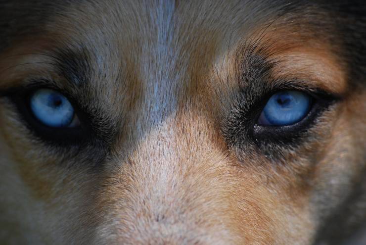 Pupille dilatate del cane