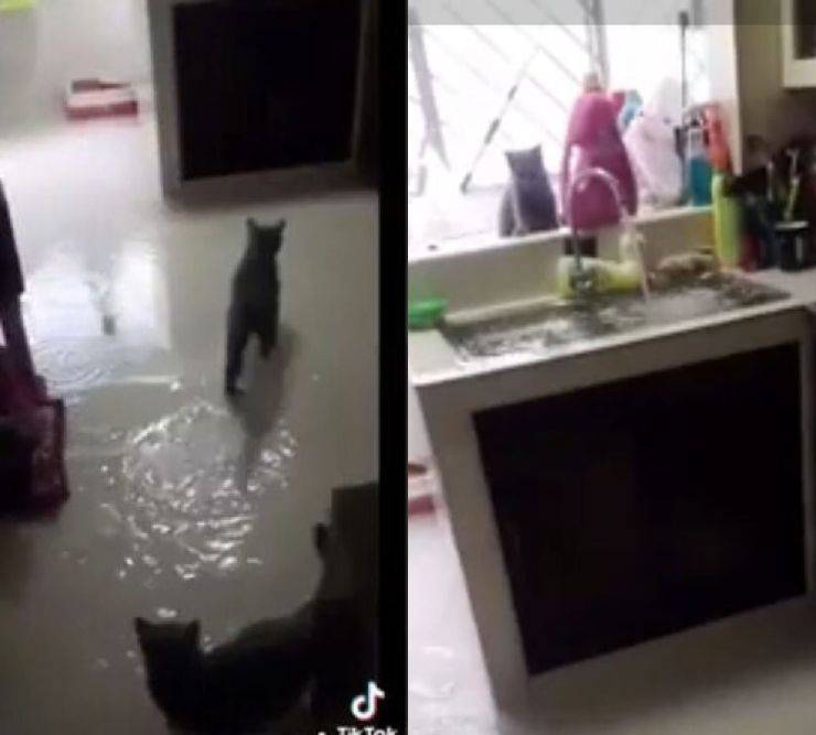 gatti aprono rubinetto video