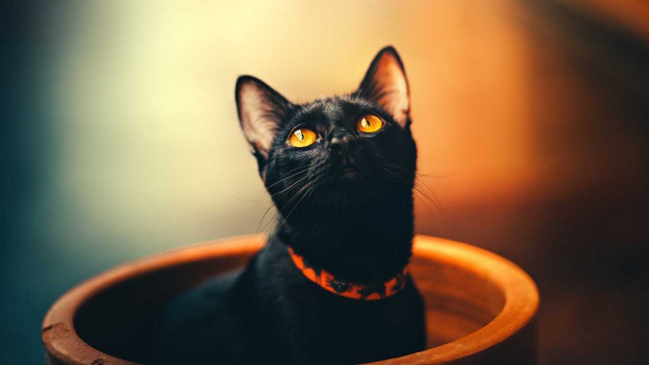 gatto gatto pipì muri