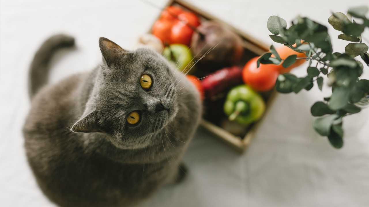 gatto può mangiare barbabietole