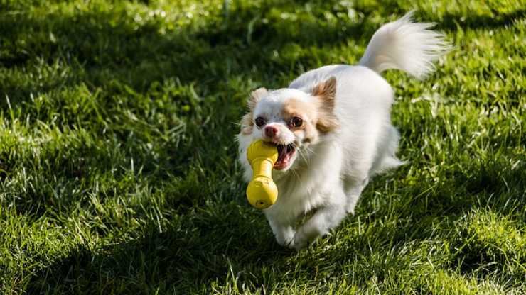 giochi influenzano il rapporto tra cane e uomo