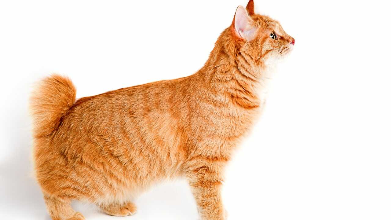 kurilian bobtail longhair kurilian bobtail longhair giapponese