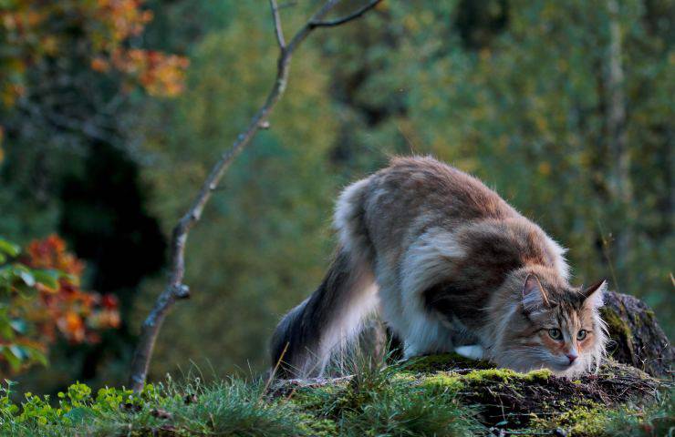 norvegese delle foreste