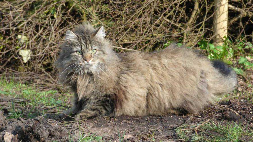 gatto nordico