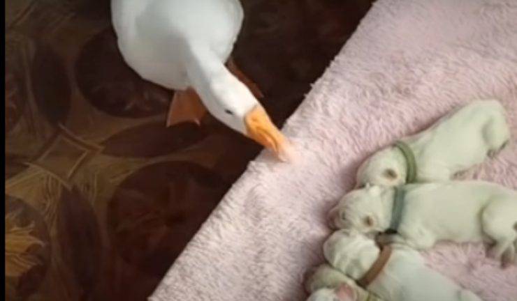 L'oca premurosa con i cuccioli (Foto video)
