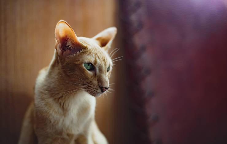 oriental longhair