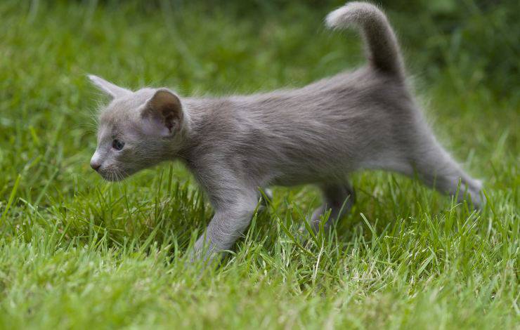 orientale longhair