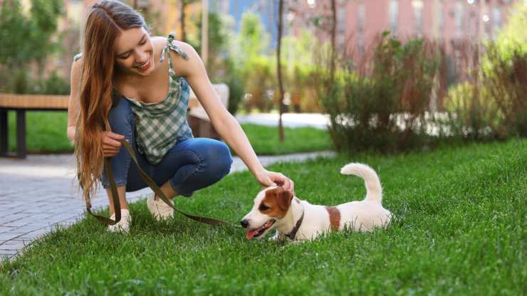 passeggiare con il cane in estate