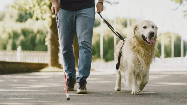 cane guida e padrone perché non accarezzare cane guida