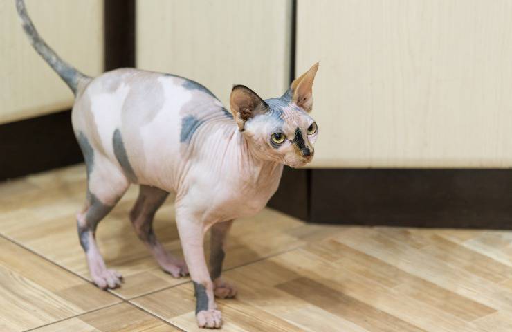 gatto pterbald