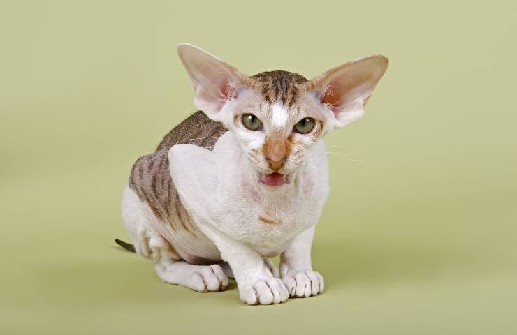 peterbald