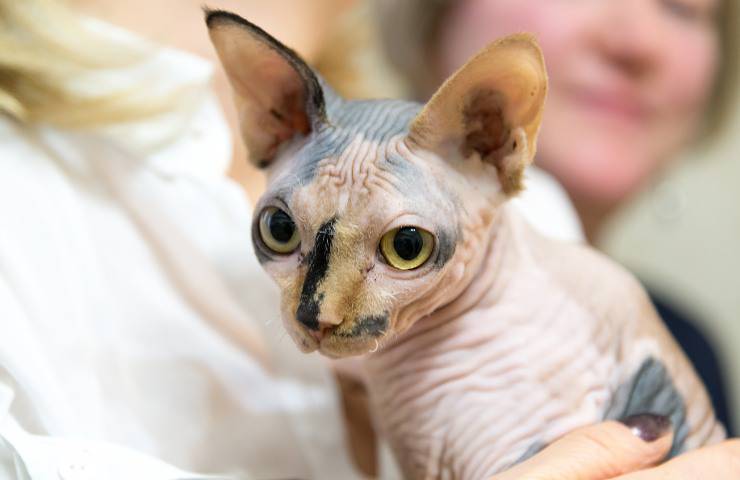 peterbald