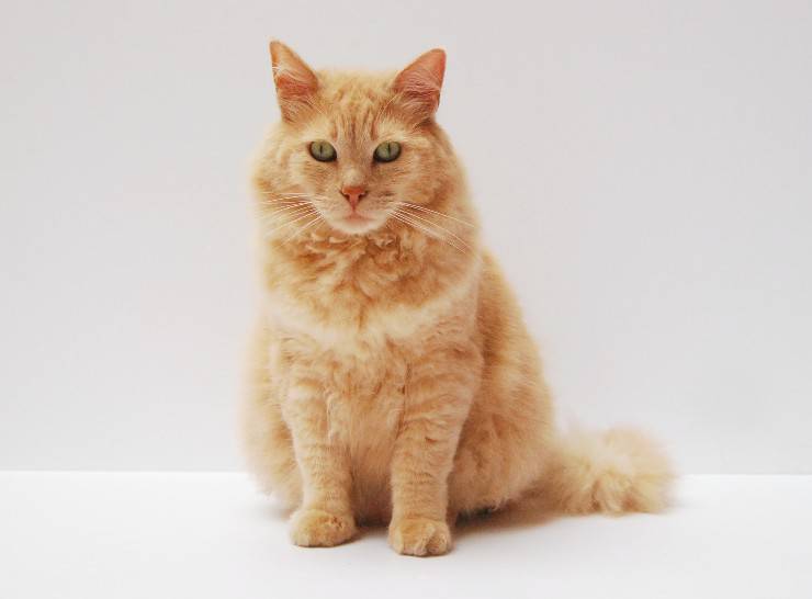 Allergia al felino nelle persone