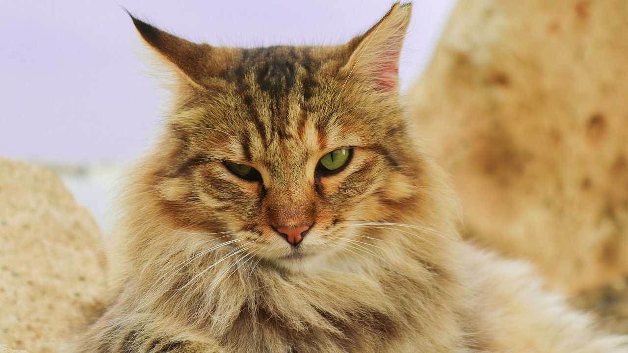 gatto pelo lungo quanti peli hanno i gatti