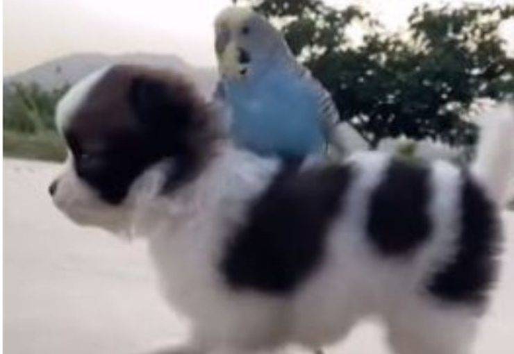 Il pappagallo e il cane (Foto video)