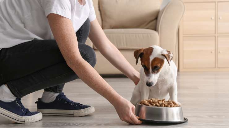 spuntino notturno cane