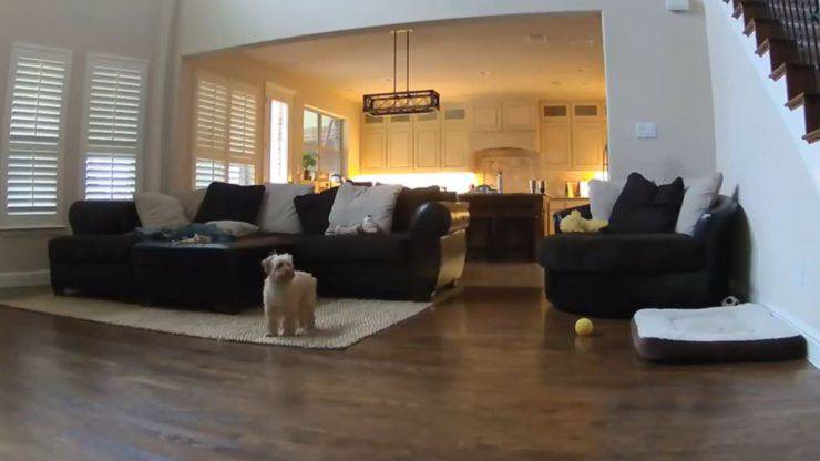cane solo casa video