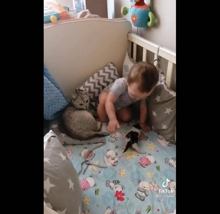 mamma gatta porta micetti culla