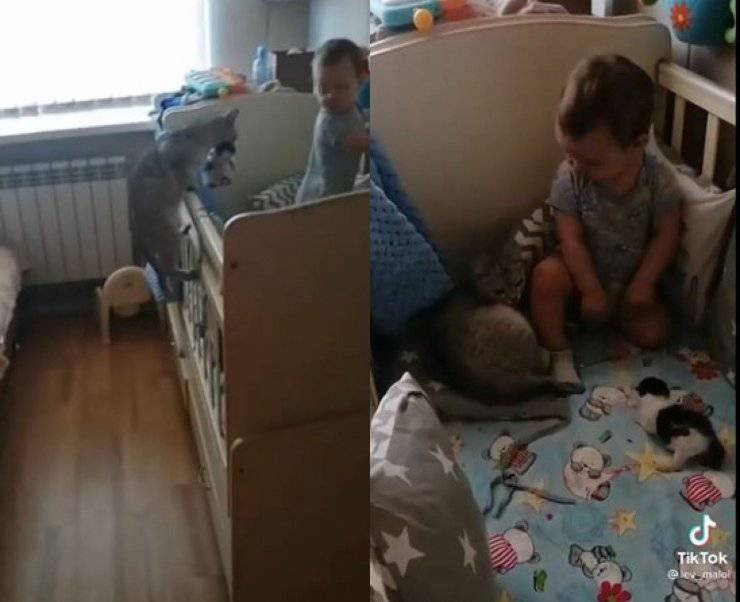 gatta porta cuccioli bambino