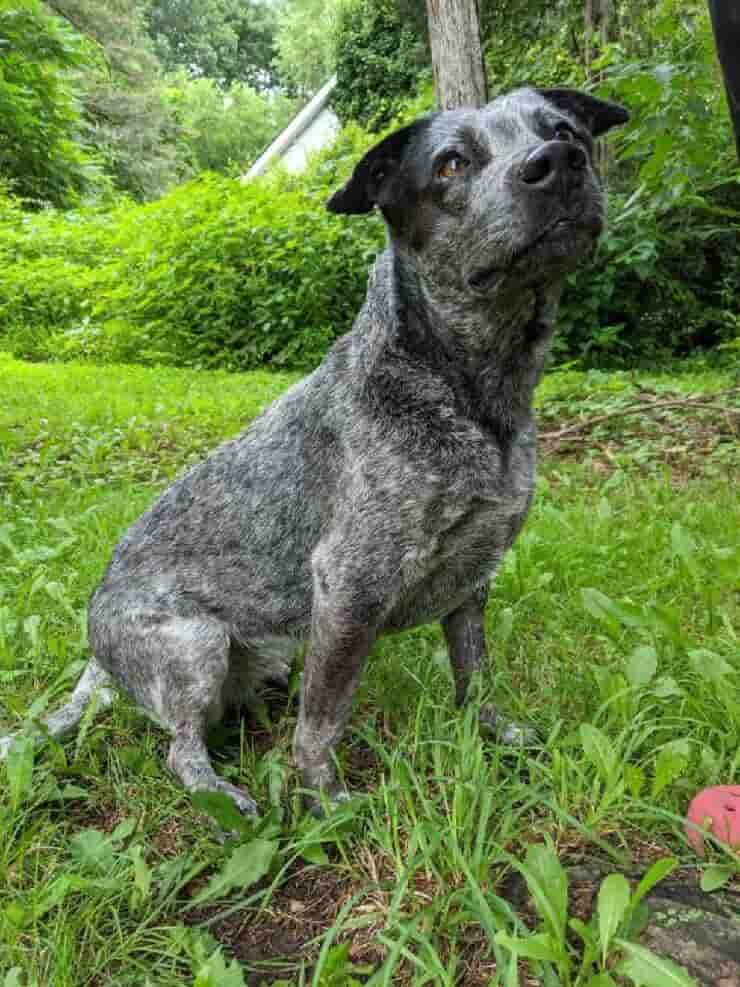 Donna tenta di decapitare il suo cane con una spada il cane ora sta bene (Foto Facebook)