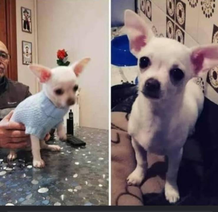 cane proprietario investito bozzolo
