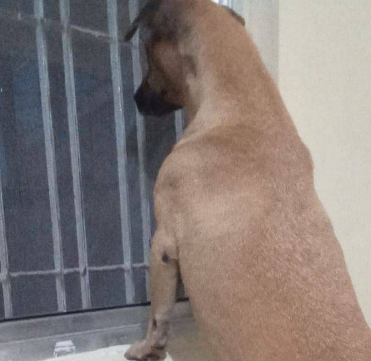 cane ulula video
