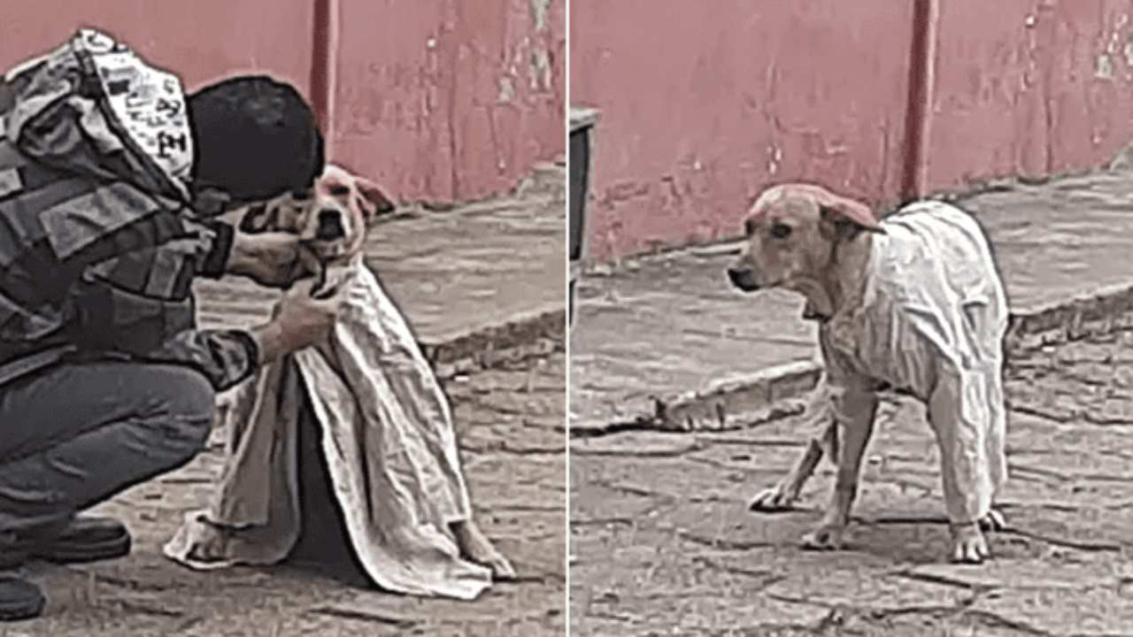 Il cane randagio (Foto di dominio pubblico)