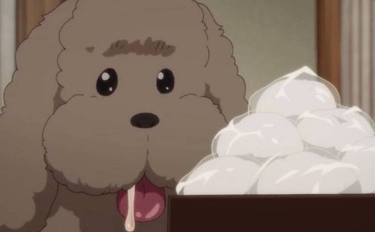 razza Makkachin