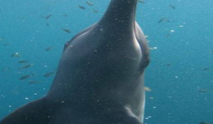 Delfino in primo piano (Foto Facebook)