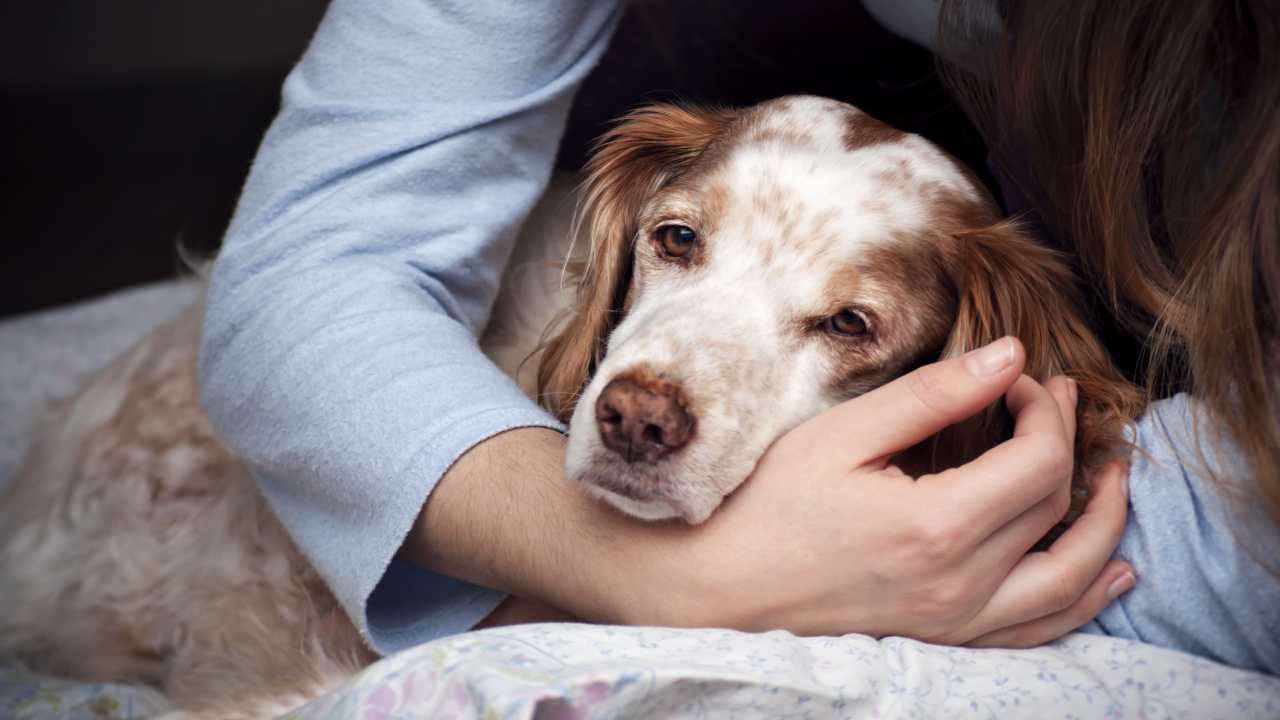 Cane apatico accarezzato Perché il cane è apatico?